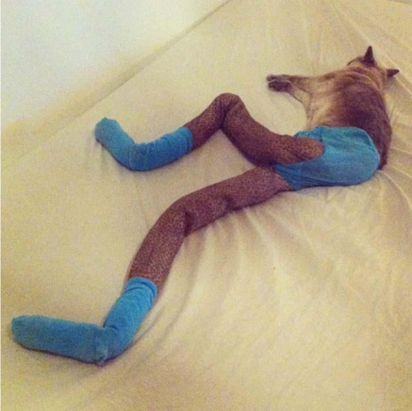 Meme: gato en pantimedias
