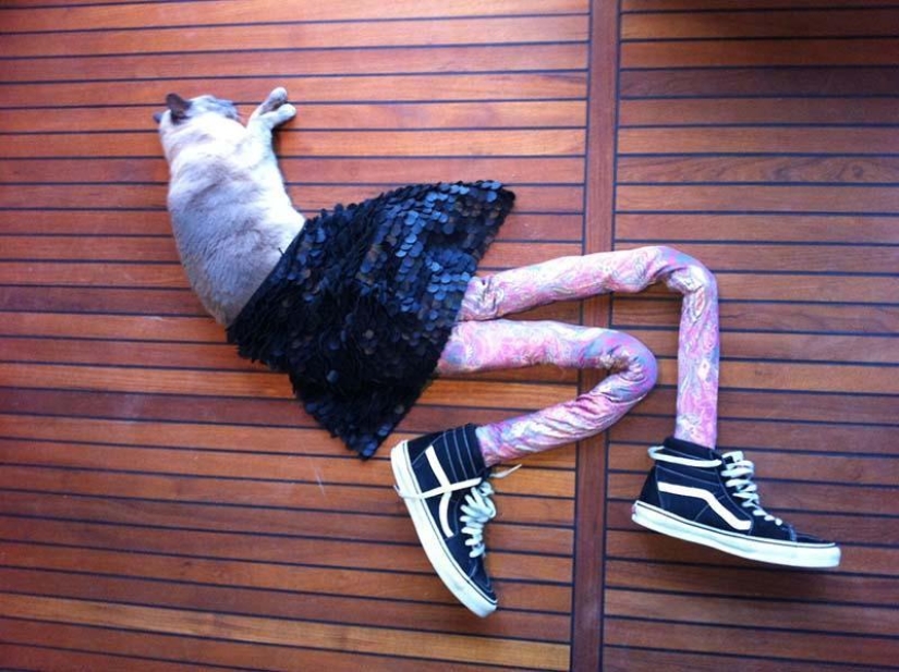 Meme: gato en pantimedias