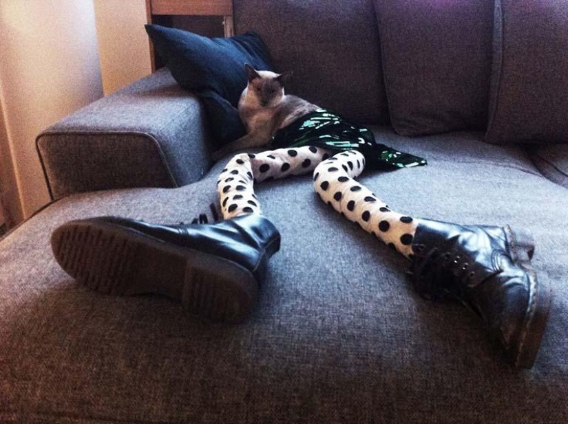 Meme: gato en pantimedias