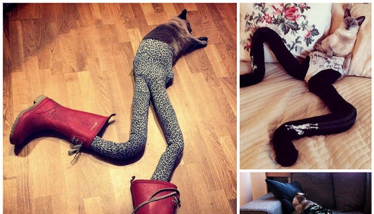 Meme: gato en pantimedias