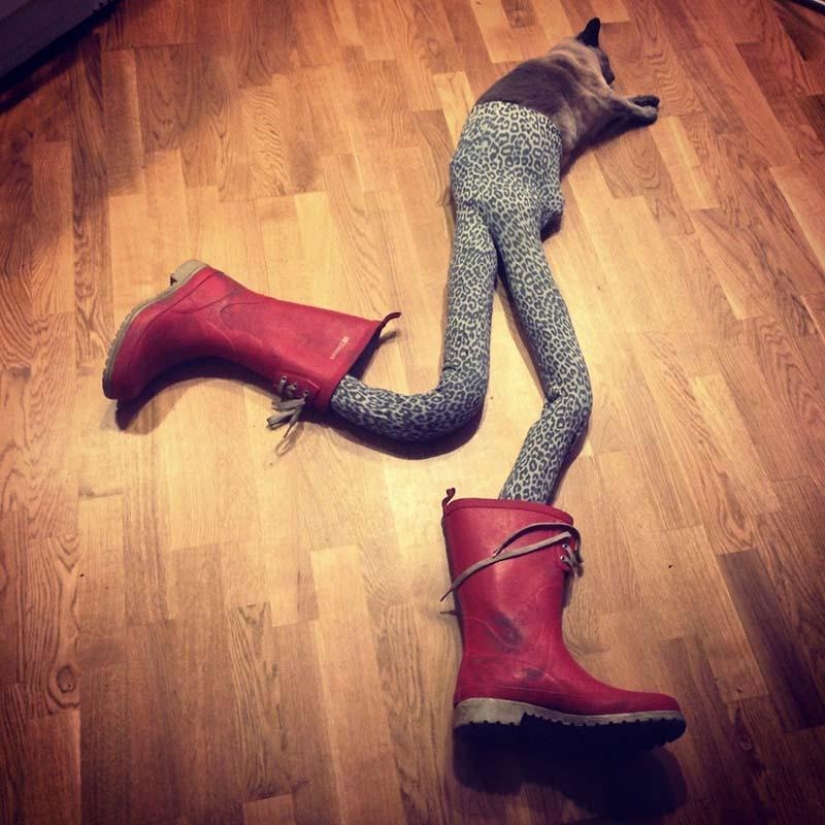 Meme: gato en pantimedias