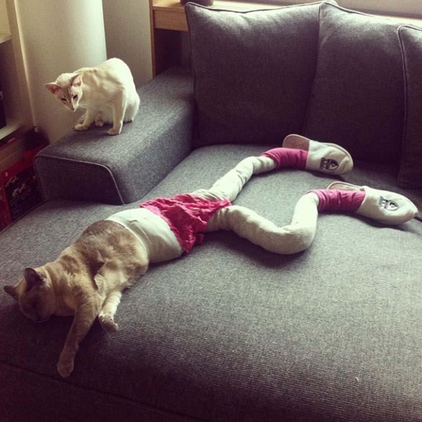 Meme: gato en pantimedias