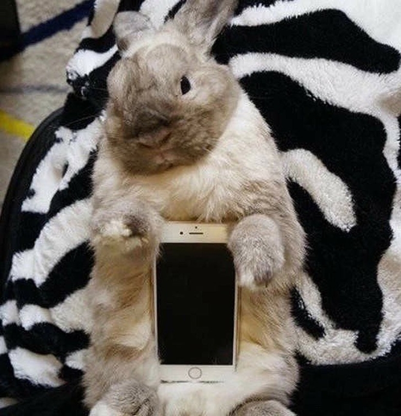 Meme: Rabbit-case Meme: Rabbit-case