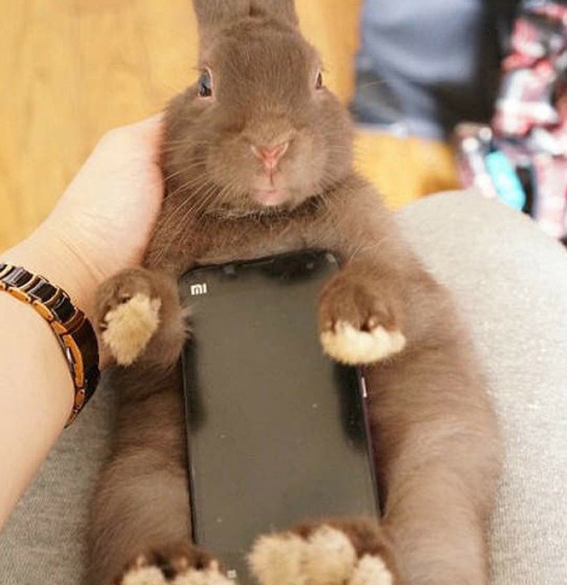 Meme: Rabbit-case Meme: Rabbit-case