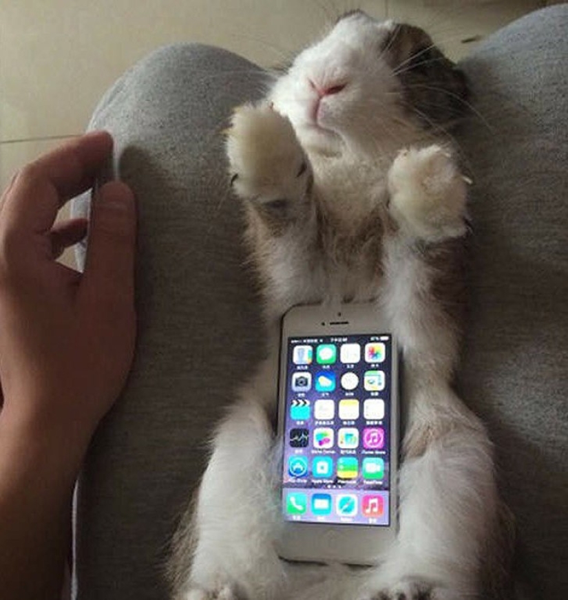 Meme: Rabbit-case Meme: Rabbit-case