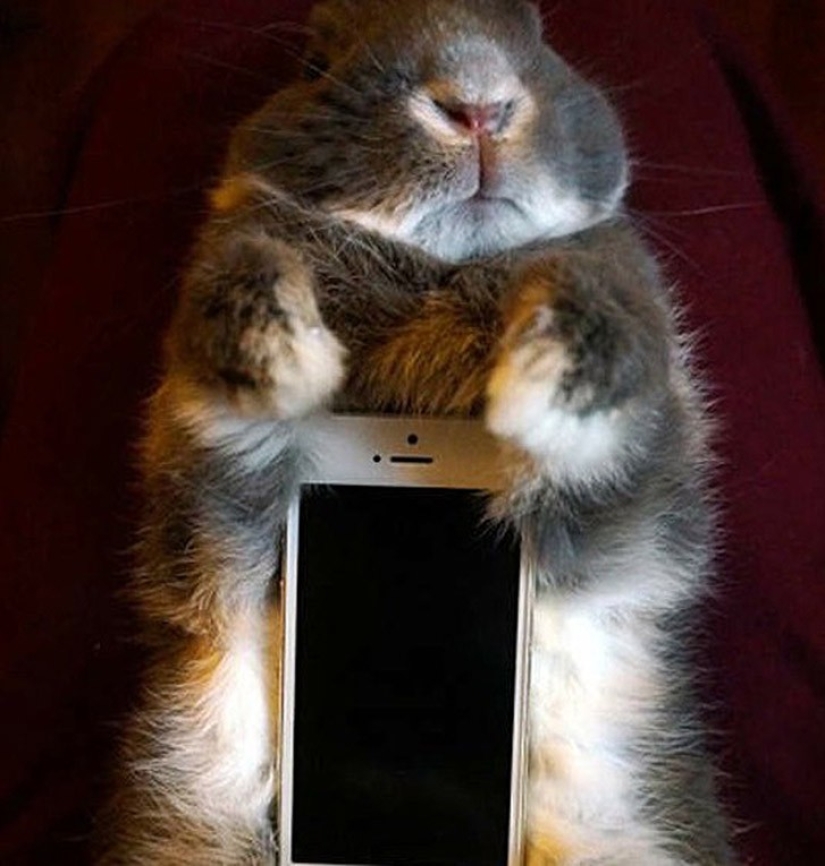 Meme: Rabbit-case Meme: Rabbit-case