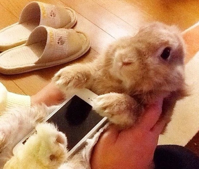 Meme: Rabbit-case Meme: Rabbit-case