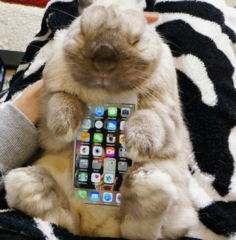 Meme: Rabbit-case Meme: Rabbit-case