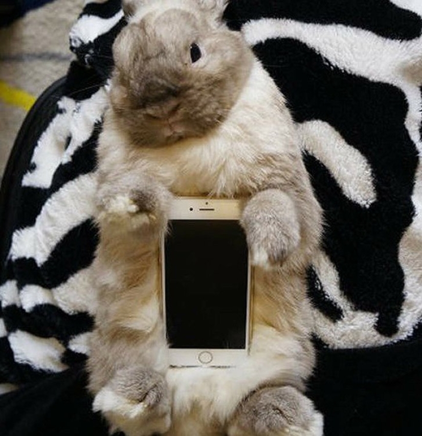 Meme: Rabbit-case Meme: Rabbit-case