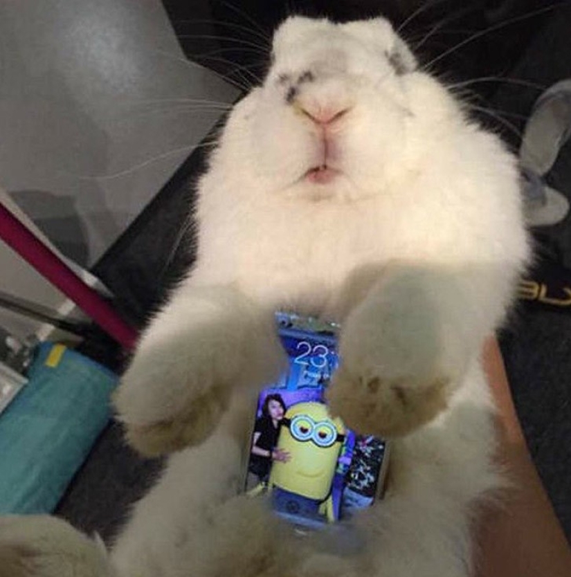 Meme: Rabbit-case Meme: Rabbit-case