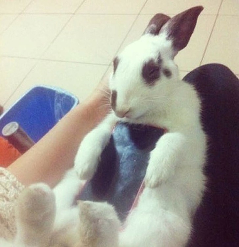 Meme: Rabbit-case Meme: Rabbit-case