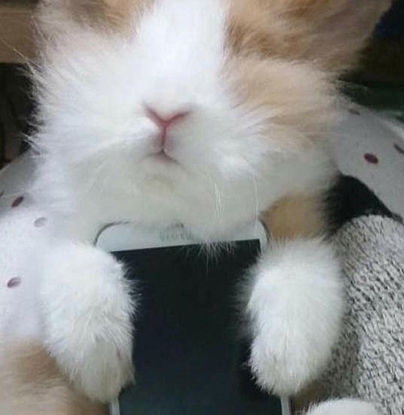 Meme: Rabbit-case Meme: Rabbit-case