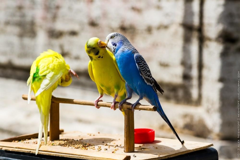 Mendigos callejeros en Roma
