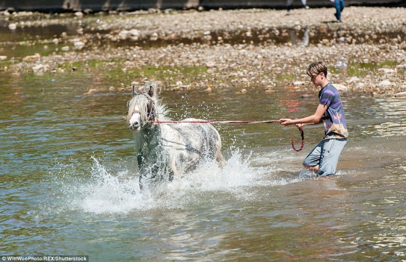 Mezclados en un grupo de caballos, personas: lo que miles de gitanos están haciendo en la Feria del Caballo de Appleby