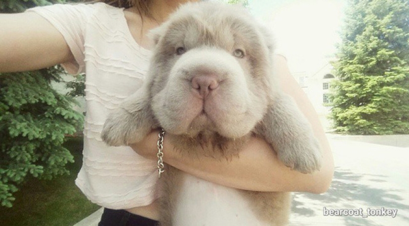 ¡Mi perro tiene más amigos que yo!
