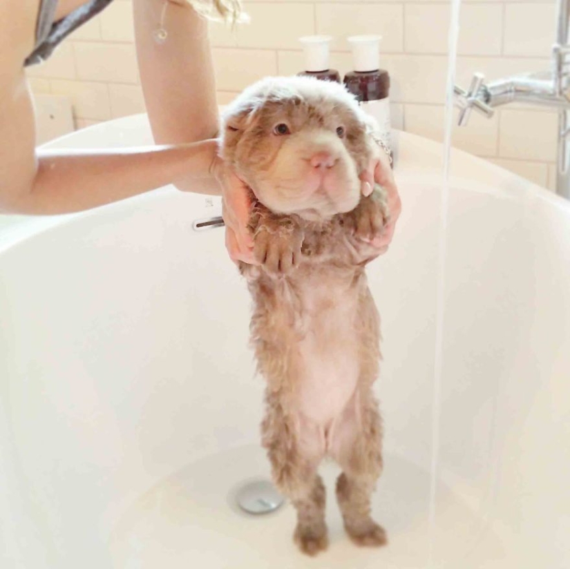¡Mi perro tiene más amigos que yo!