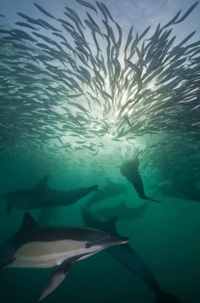 Migration of sardines in South Africa