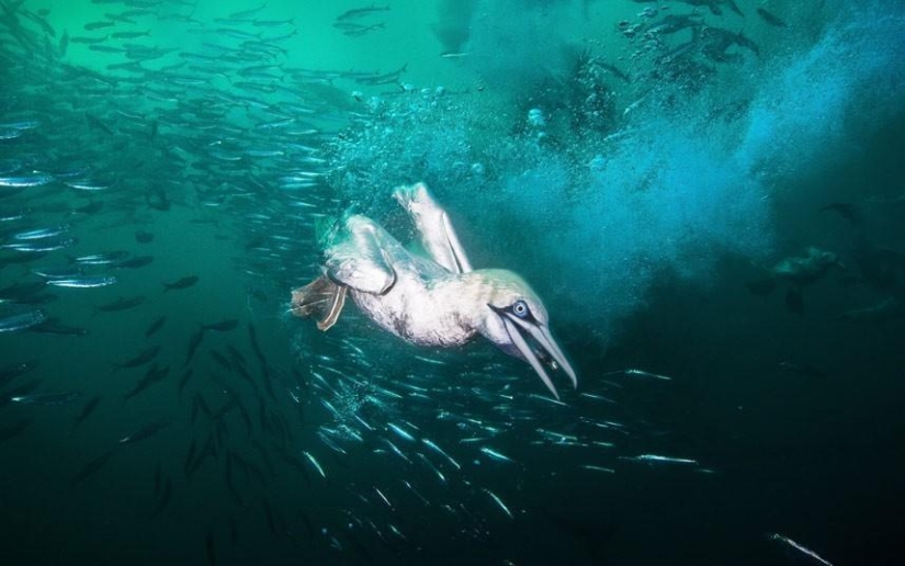 Migration of sardines in South Africa