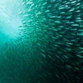 Migration of sardines in South Africa