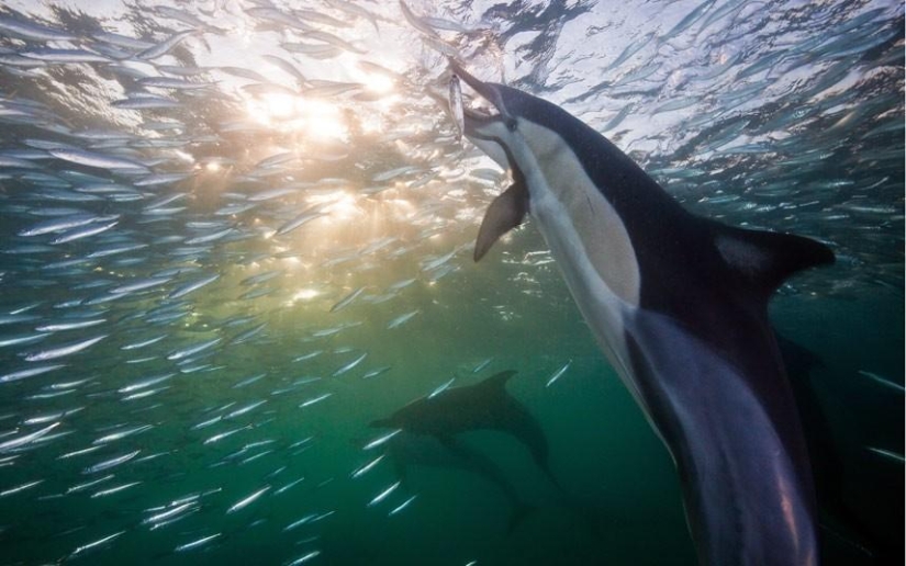 Migration of sardines in South Africa