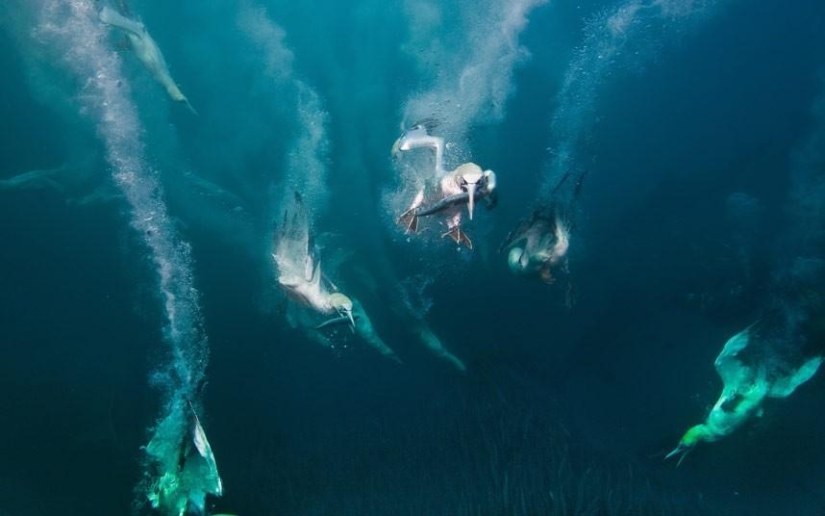 Migration of sardines in South Africa