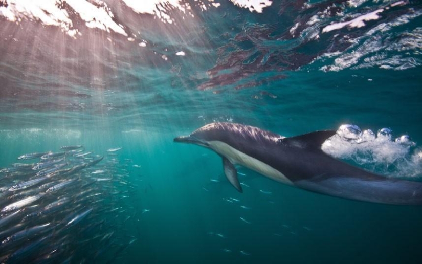 Migration of sardines in South Africa