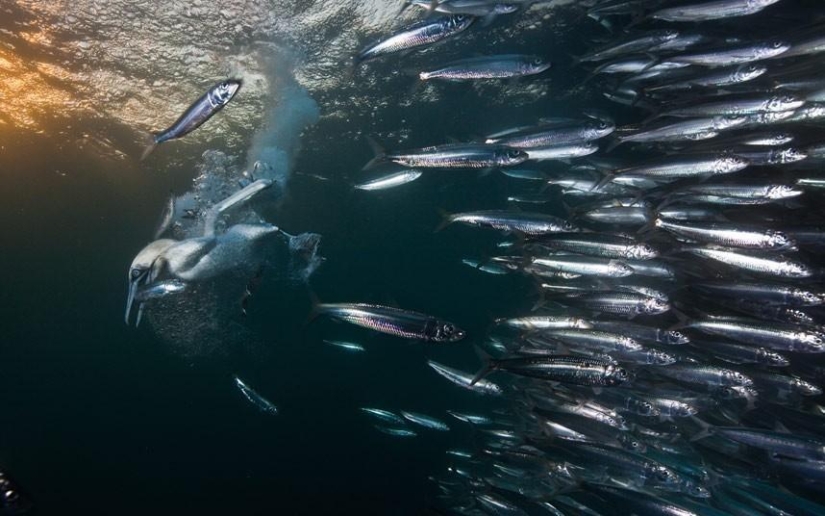 Migration of sardines in South Africa