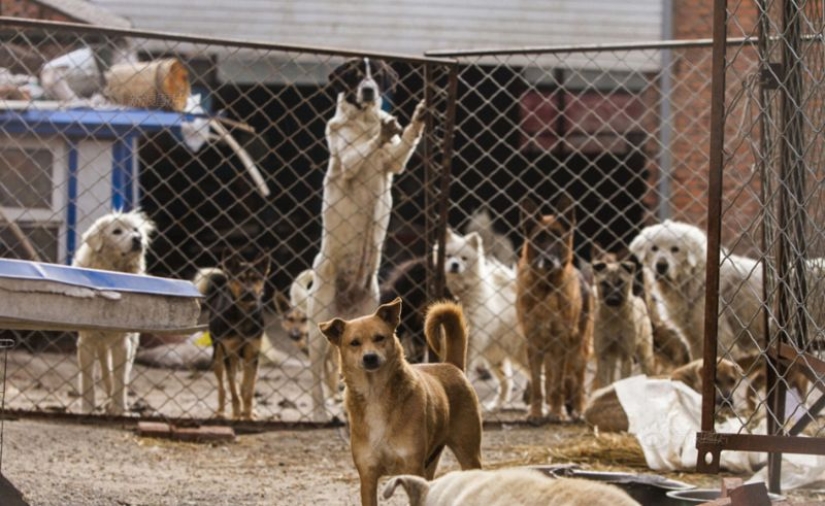 Millonario chino se arruina por culpa de los perros Millonario chino se arruina por culpa de los perros