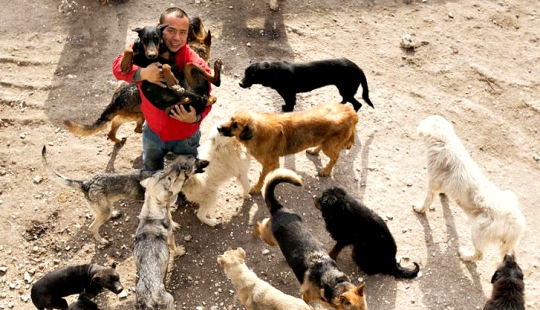 Millonario chino se arruina por culpa de los perros