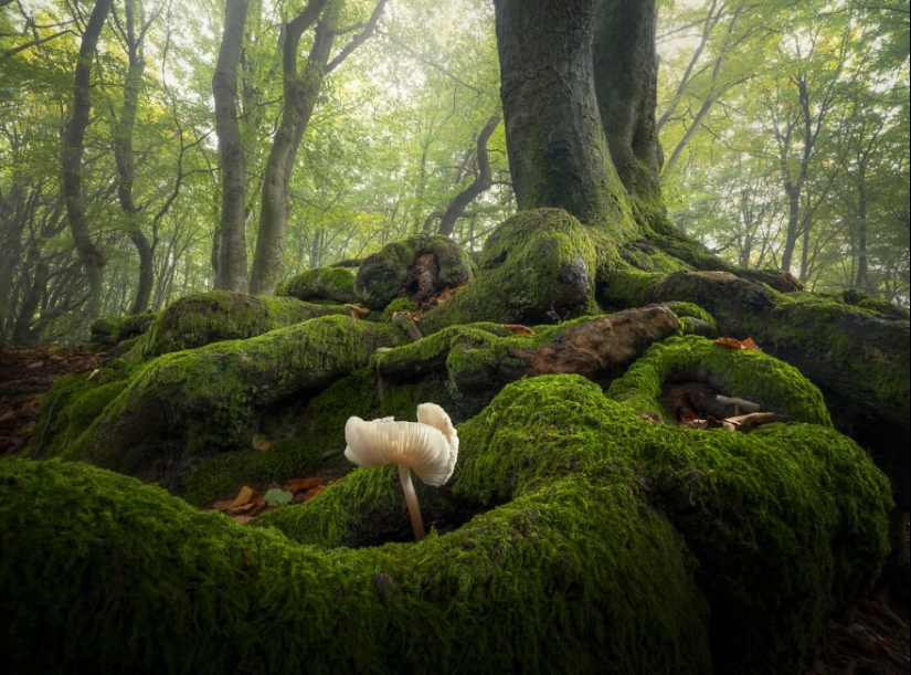 Mis 12 fotos de hongos que muestran el mundo mágico del bosque que los rodea Mis 12 fotos de hongos que muestran el mundo mágico del bosque que los rodea