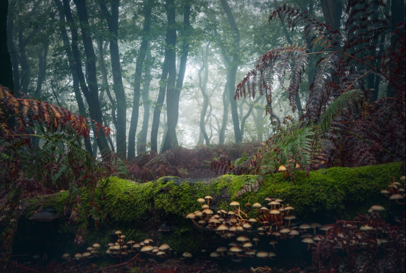 Mis 12 fotos de hongos que muestran el mundo mágico del bosque que los rodea Mis 12 fotos de hongos que muestran el mundo mágico del bosque que los rodea