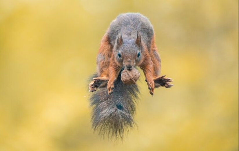 Mis 15 fotos que muestran las habilidades gimnásticas de las ardillas rojas