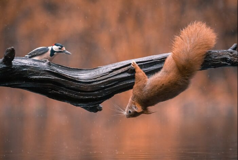 Mis 15 fotos que muestran las habilidades gimnásticas de las ardillas rojas