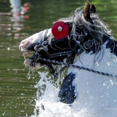 Mixed up in a bunch of horses, people: what thousands of gypsies are doing at the Appleby Horse Fair Mixed up in a bunch of horses, people: what thousands of gypsies are doing at the Appleby Horse Fair