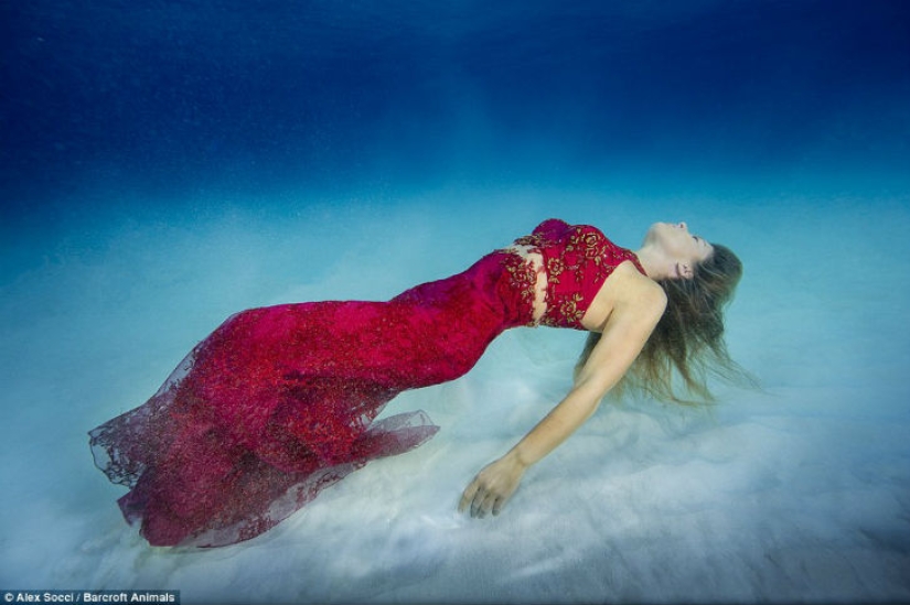 Modelo brasileña se sumerge en el agua con tiburones para proteger a los depredadores marinos