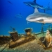 Modelo brasileña se sumerge en el agua con tiburones para proteger a los depredadores marinos Modelo brasileña se sumerge en el agua con tiburones para proteger a los depredadores marinos