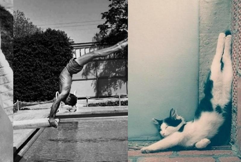 modelos vs gatos modelos vs gatos