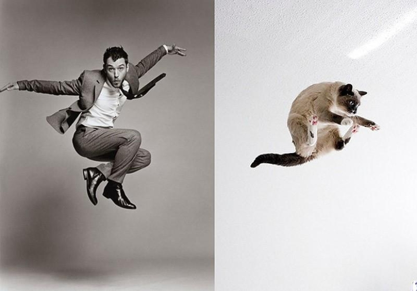 Models vs Cats