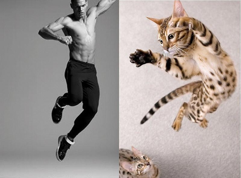 Models vs Cats