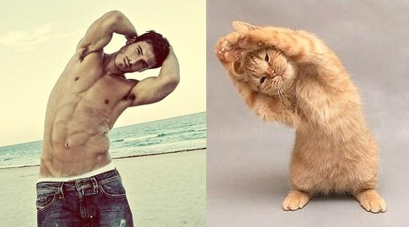 Models vs Cats