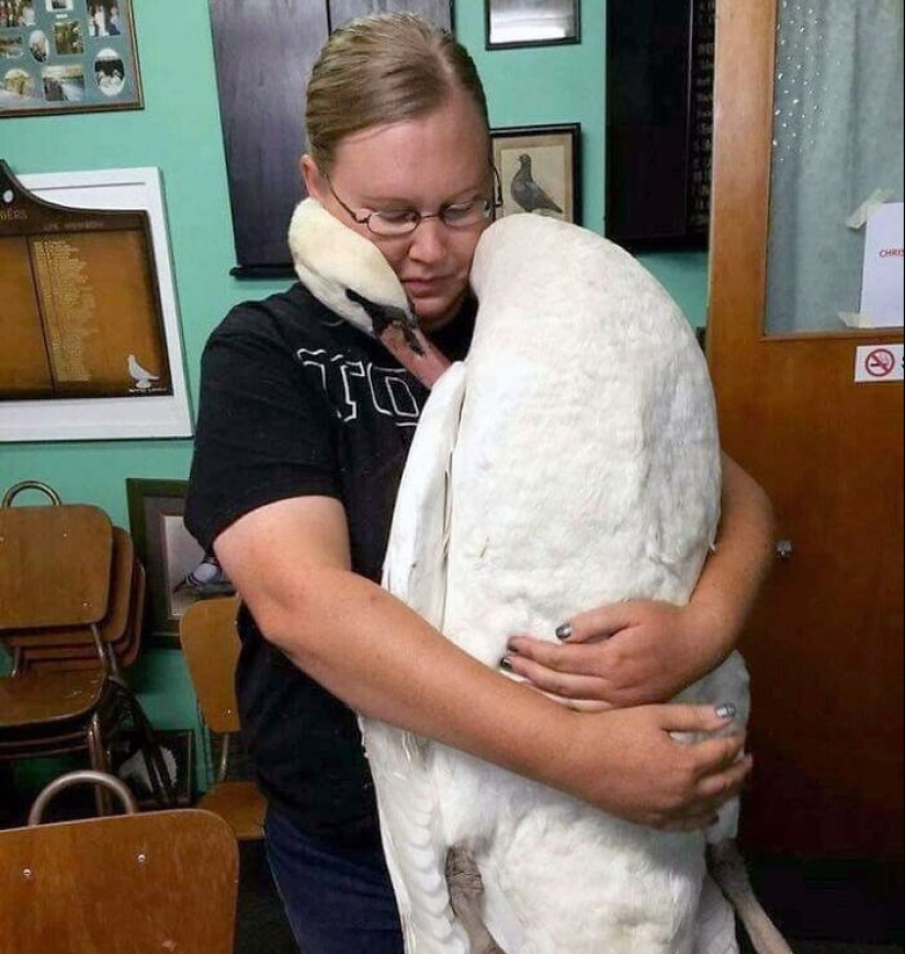 Momentos hilarantes y saludables que los veterinarios han experimentado en el trabajo