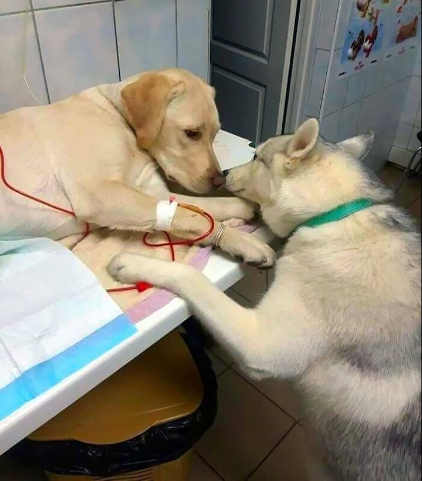 Momentos hilarantes y saludables que los veterinarios han experimentado en el trabajo