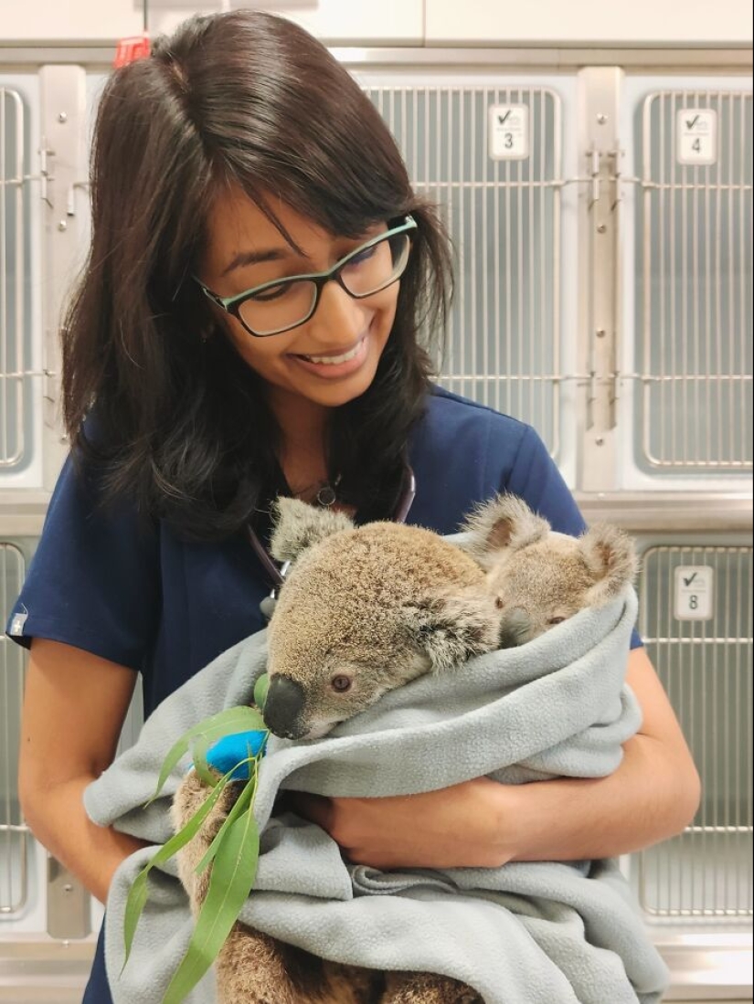 Momentos hilarantes y saludables que los veterinarios han experimentado en el trabajo