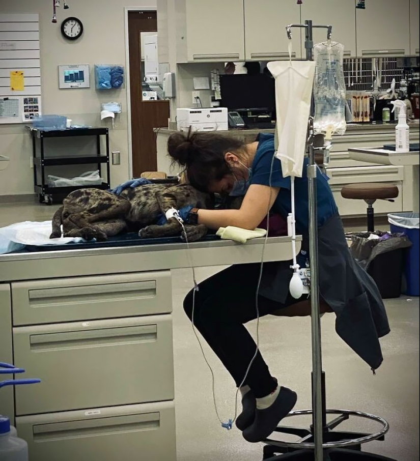 Momentos hilarantes y saludables que los veterinarios han experimentado en el trabajo