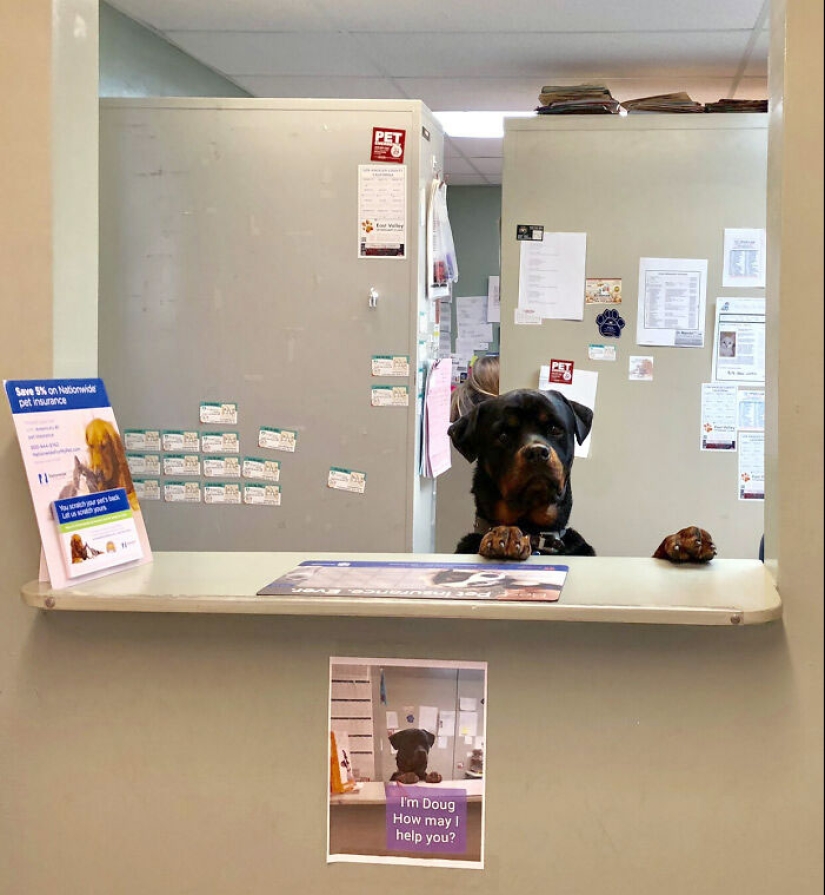 Momentos hilarantes y saludables que los veterinarios han experimentado en el trabajo