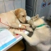 Momentos hilarantes y saludables que los veterinarios han experimentado en el trabajo Momentos hilarantes y saludables que los veterinarios han experimentado en el trabajo