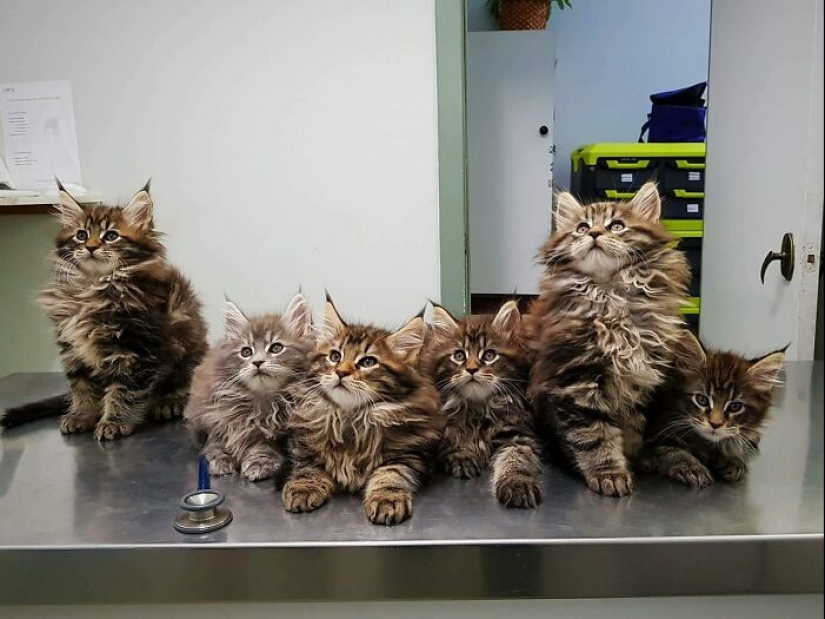 Momentos hilarantes y saludables que los veterinarios han experimentado en el trabajo