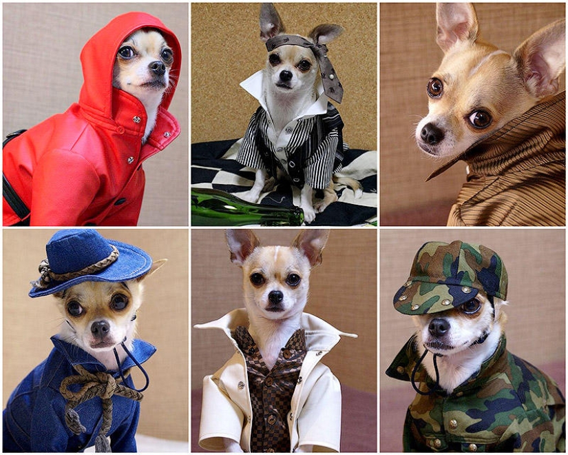 Montjiro is a chihuahua who dresses better than you