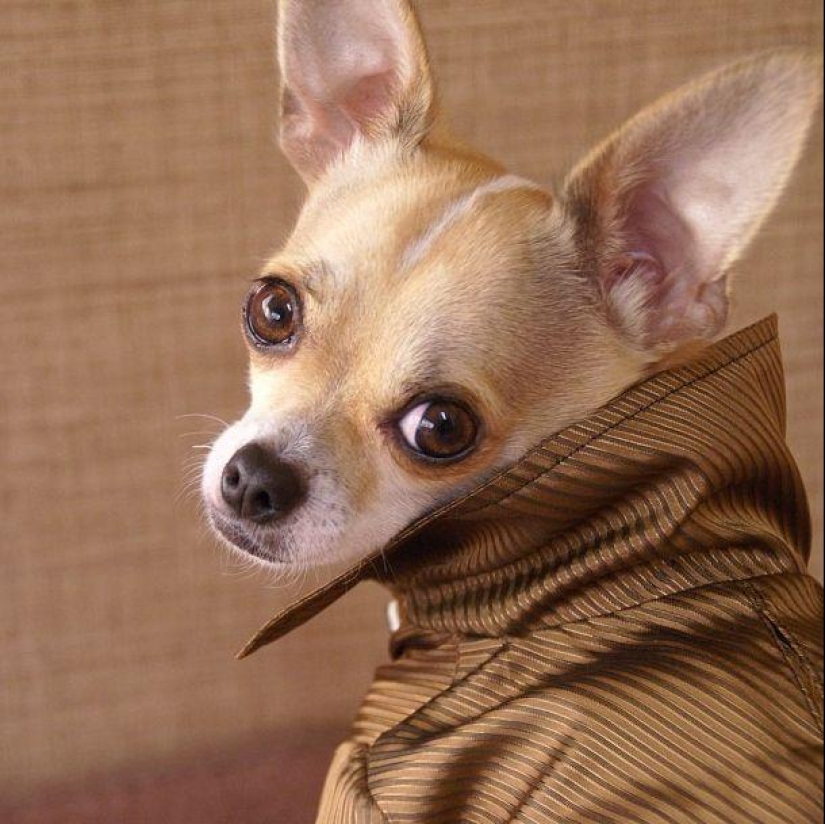 Montjiro is a chihuahua who dresses better than you