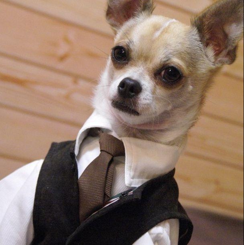 Montjiro is a chihuahua who dresses better than you